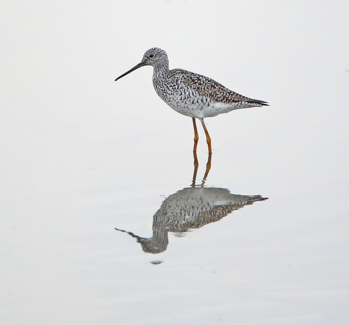 Greater Yellowlegs - ML222628121