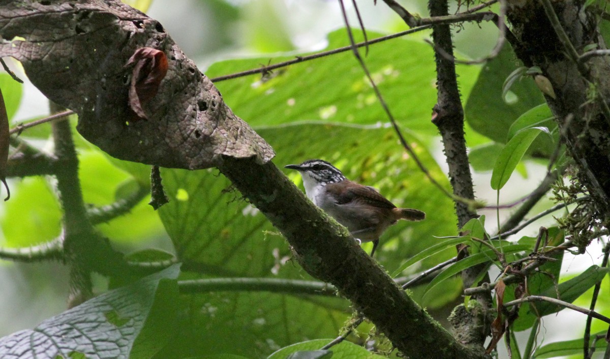 White-breasted Wood-Wren (Black-capped) - ML22262821