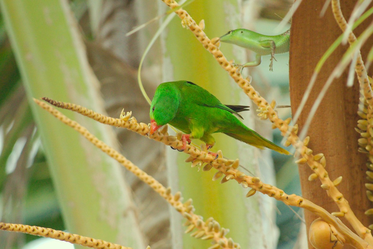 Palm Lorikeet - Keith Cowton