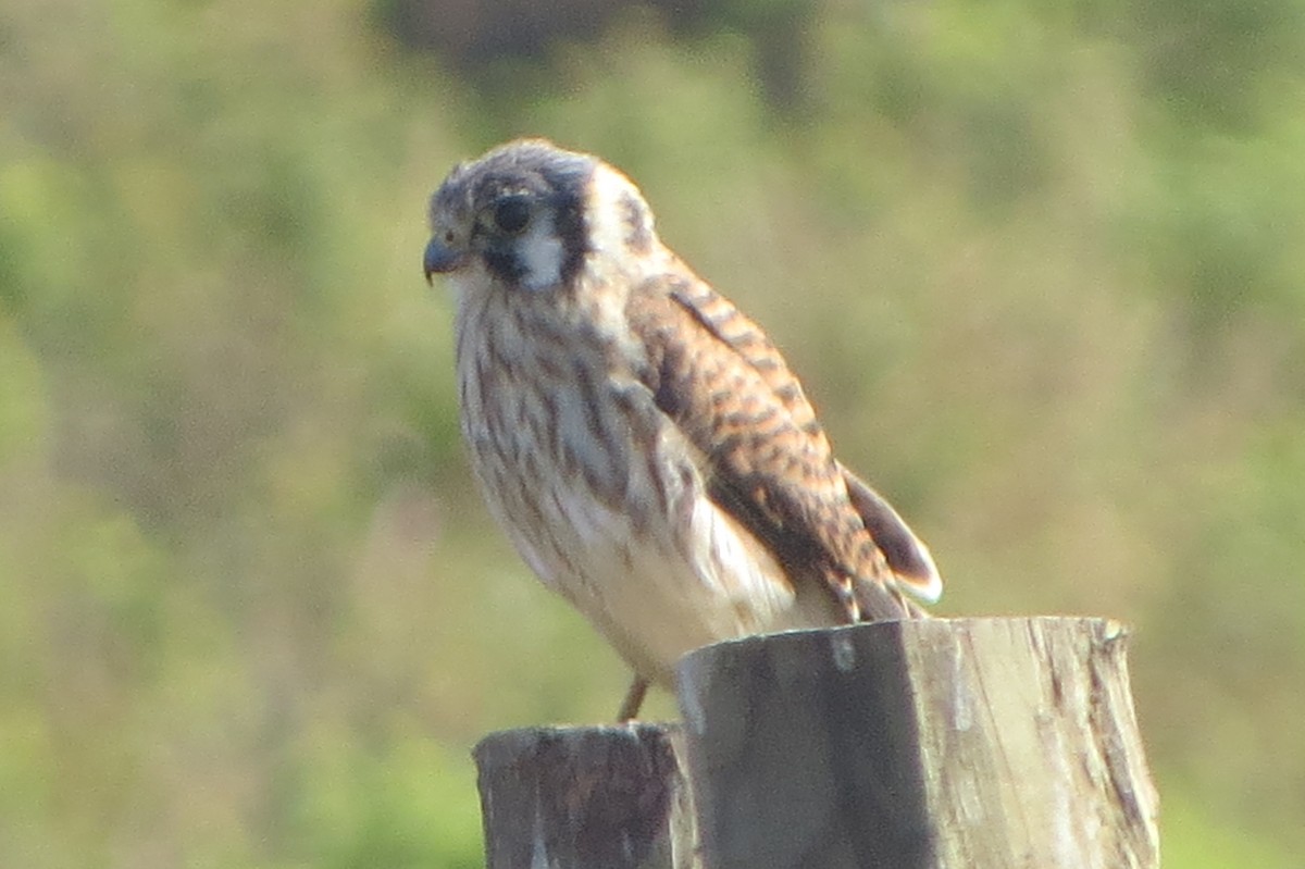 American Kestrel - Nelson Contardo