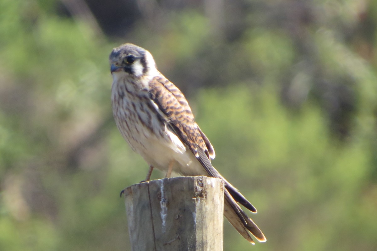 American Kestrel - Nelson Contardo