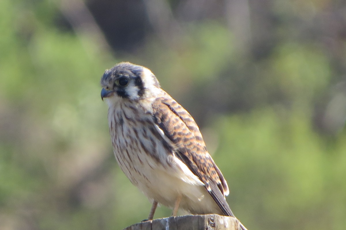 American Kestrel - Nelson Contardo