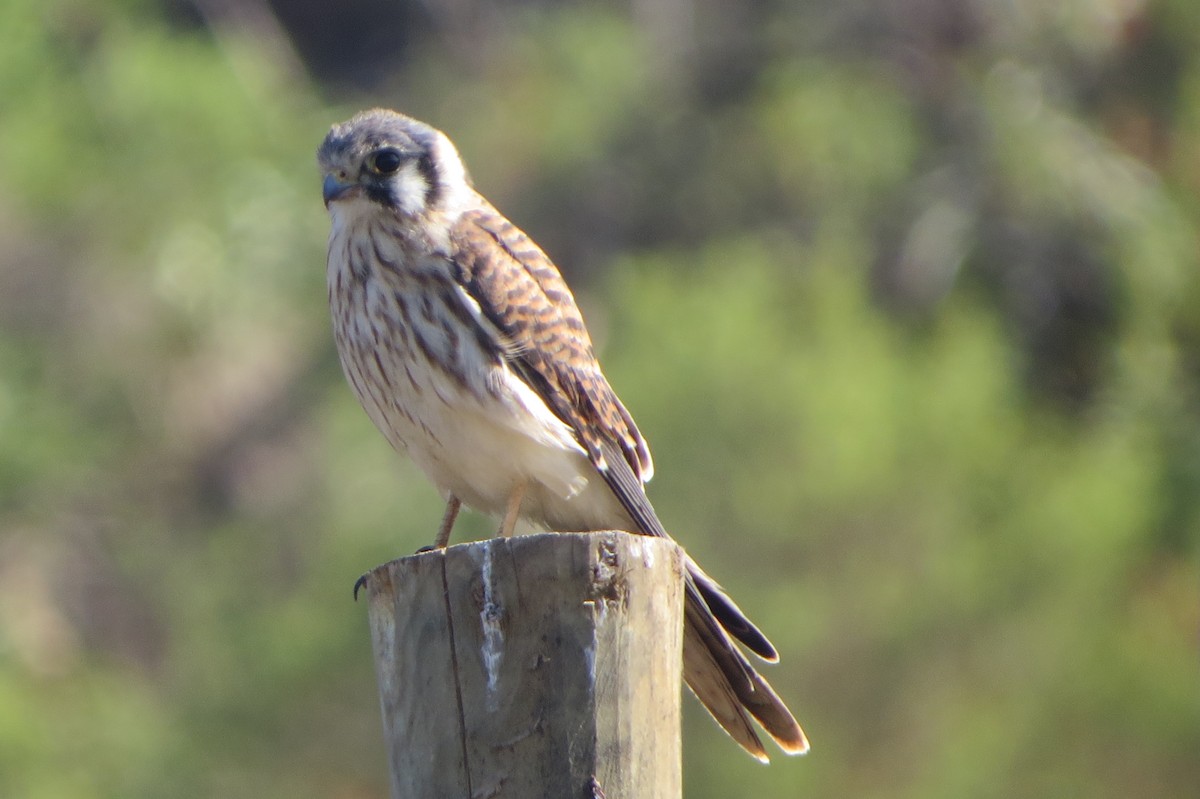 American Kestrel - ML222628751