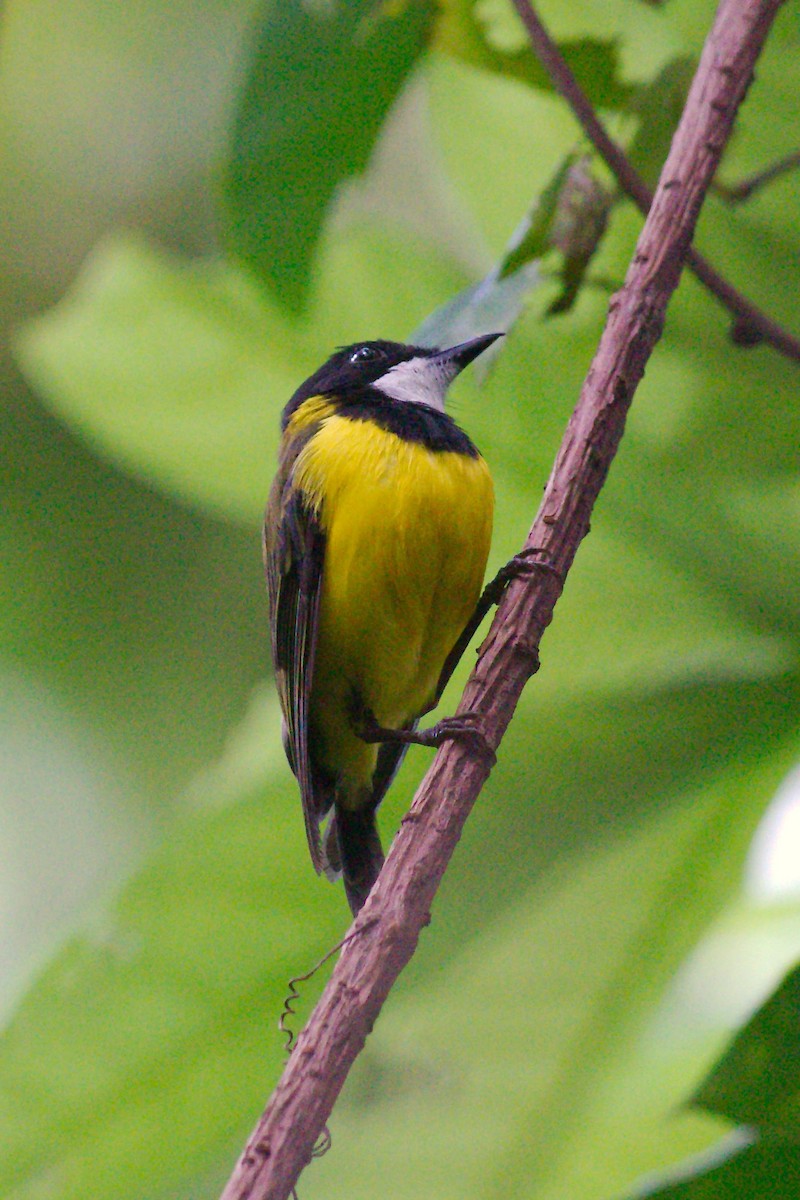 Vanikoro Whistler - Keith Cowton