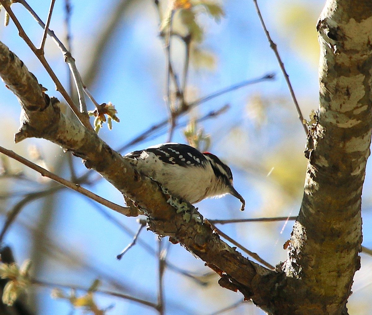 Downy Woodpecker - ML222629251