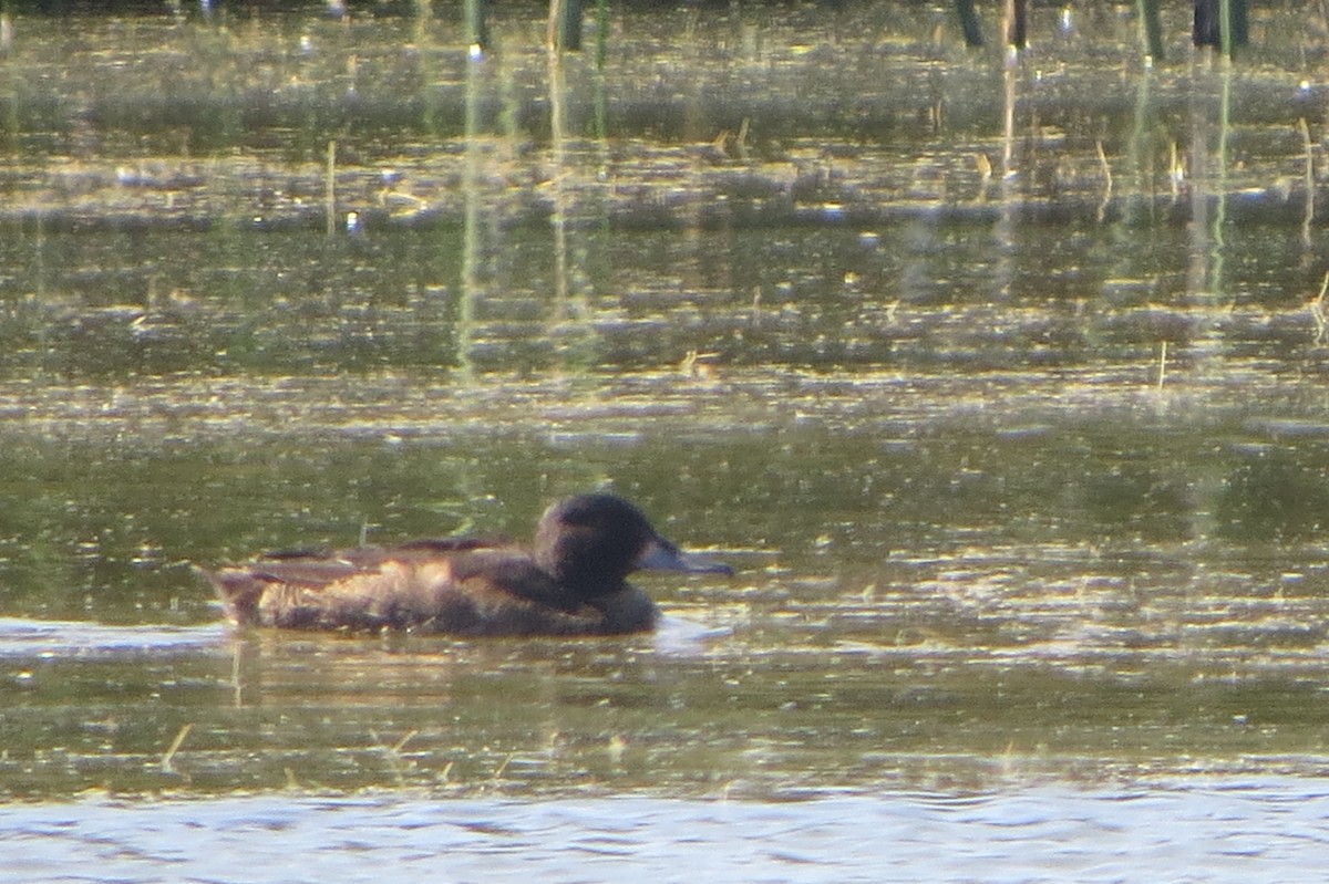 Black-headed Duck - ML222629291