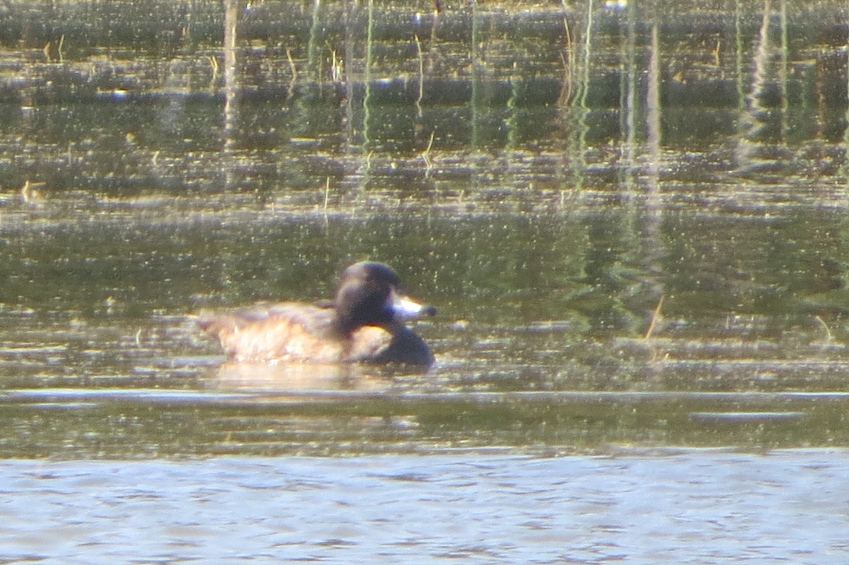 Black-headed Duck - ML222629301