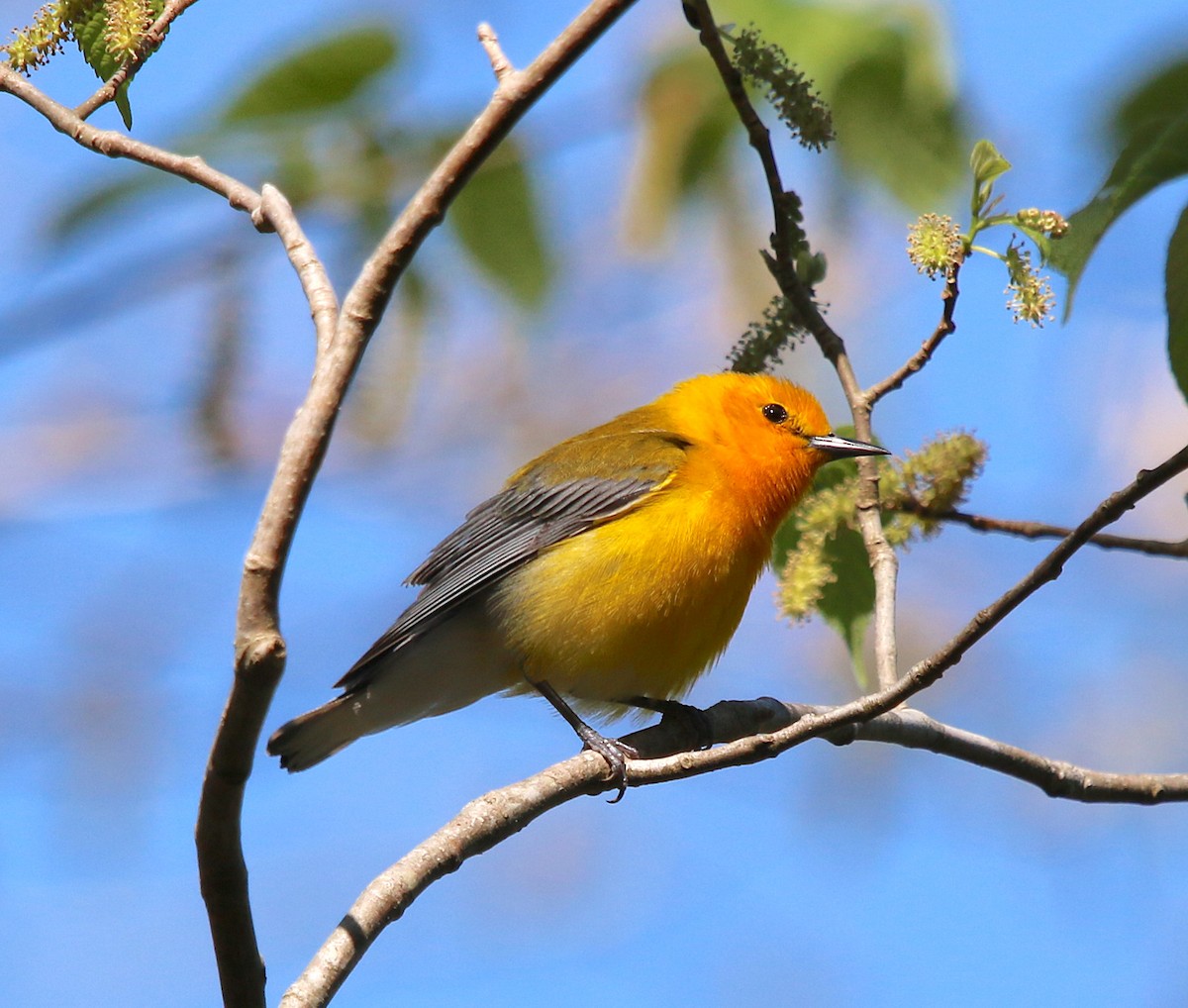 Prothonotary Warbler - ML222629781