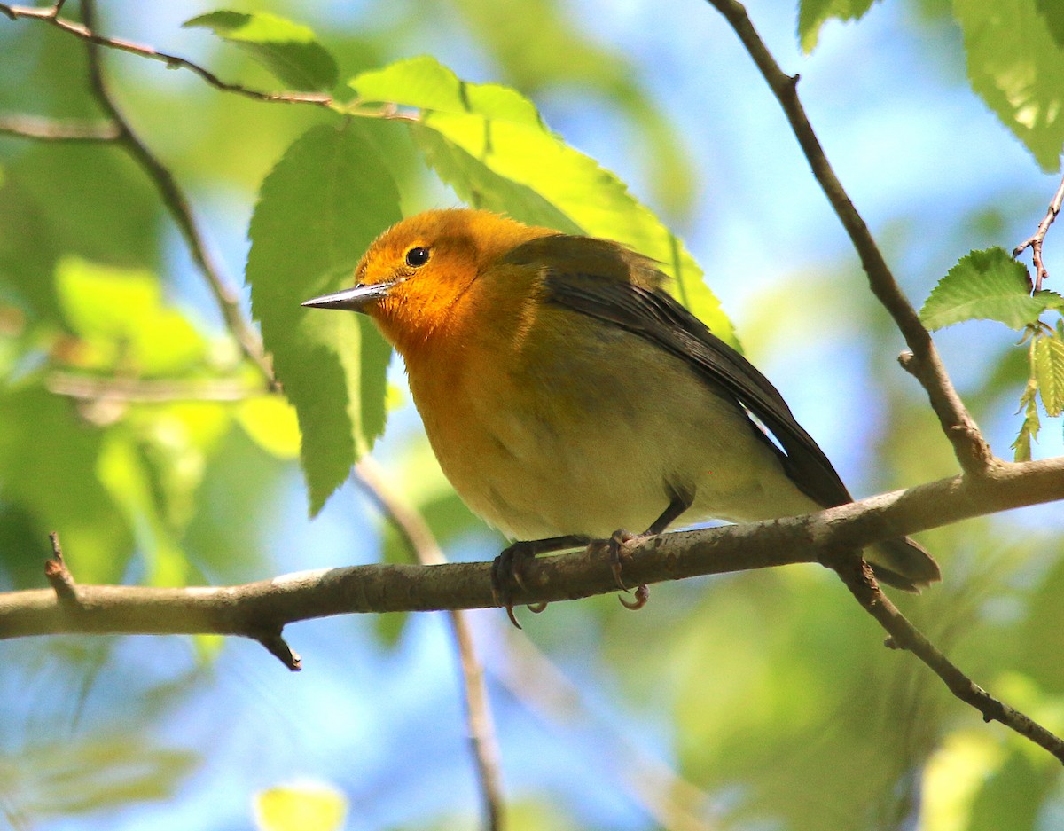 Prothonotary Warbler - ML222629991