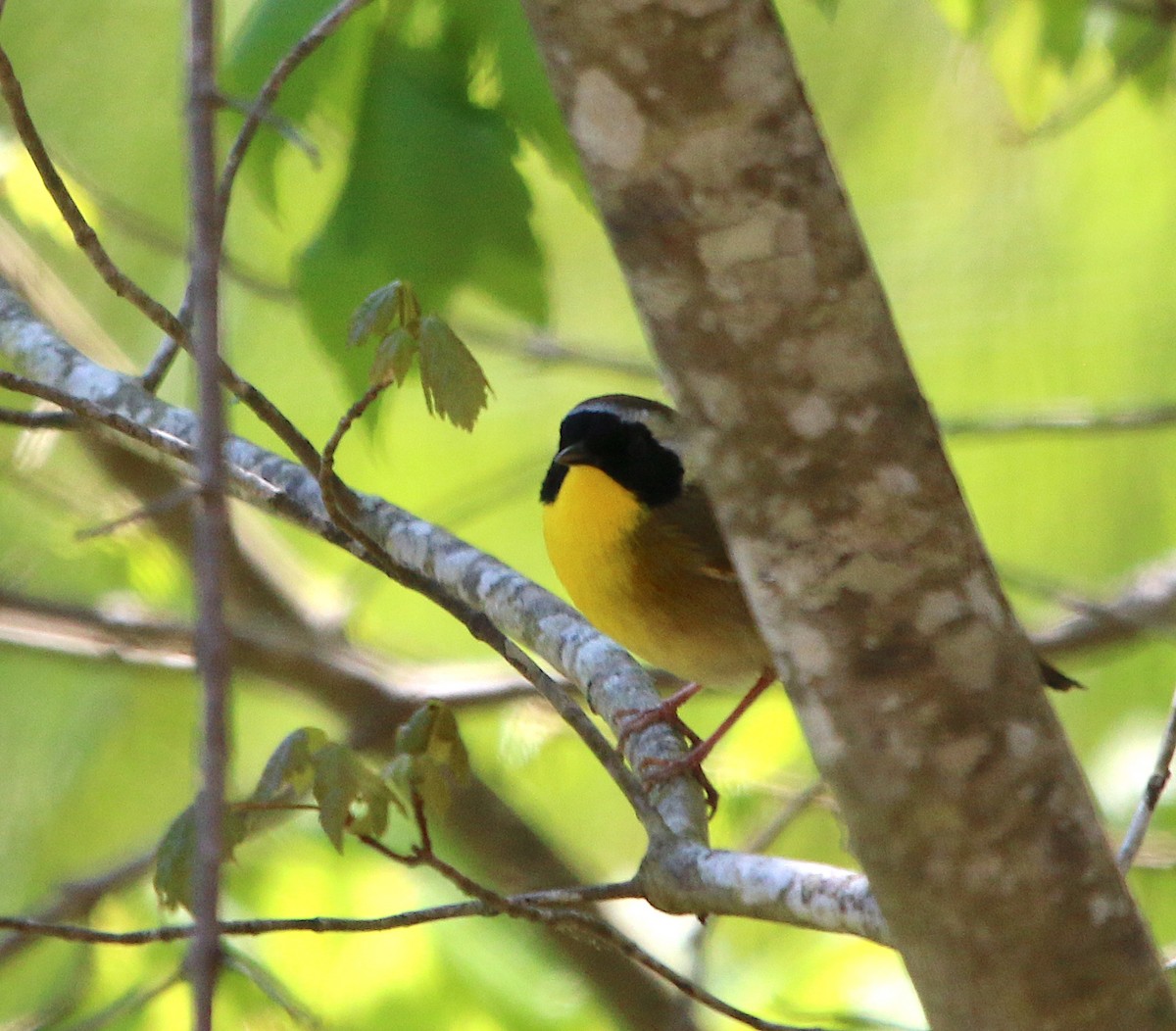 Common Yellowthroat - ML222630041