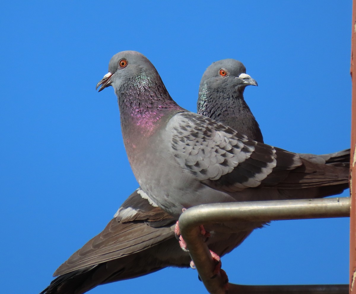 Rock Pigeon (Feral Pigeon) - ML222631901