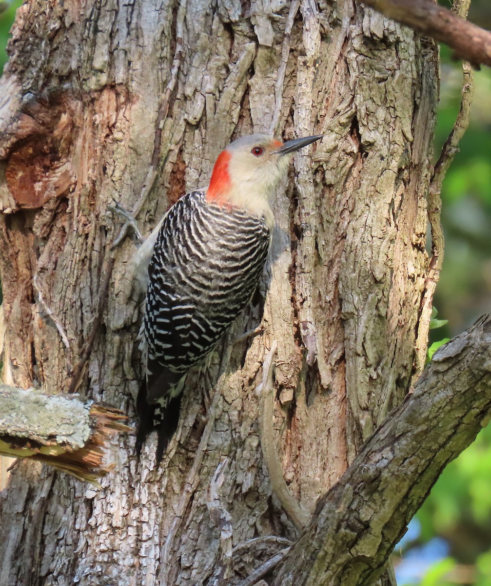 Red-bellied Woodpecker - ML222631981