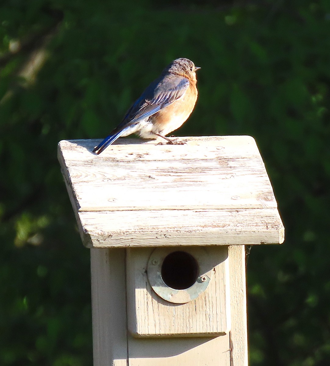Eastern Bluebird - ML222632161