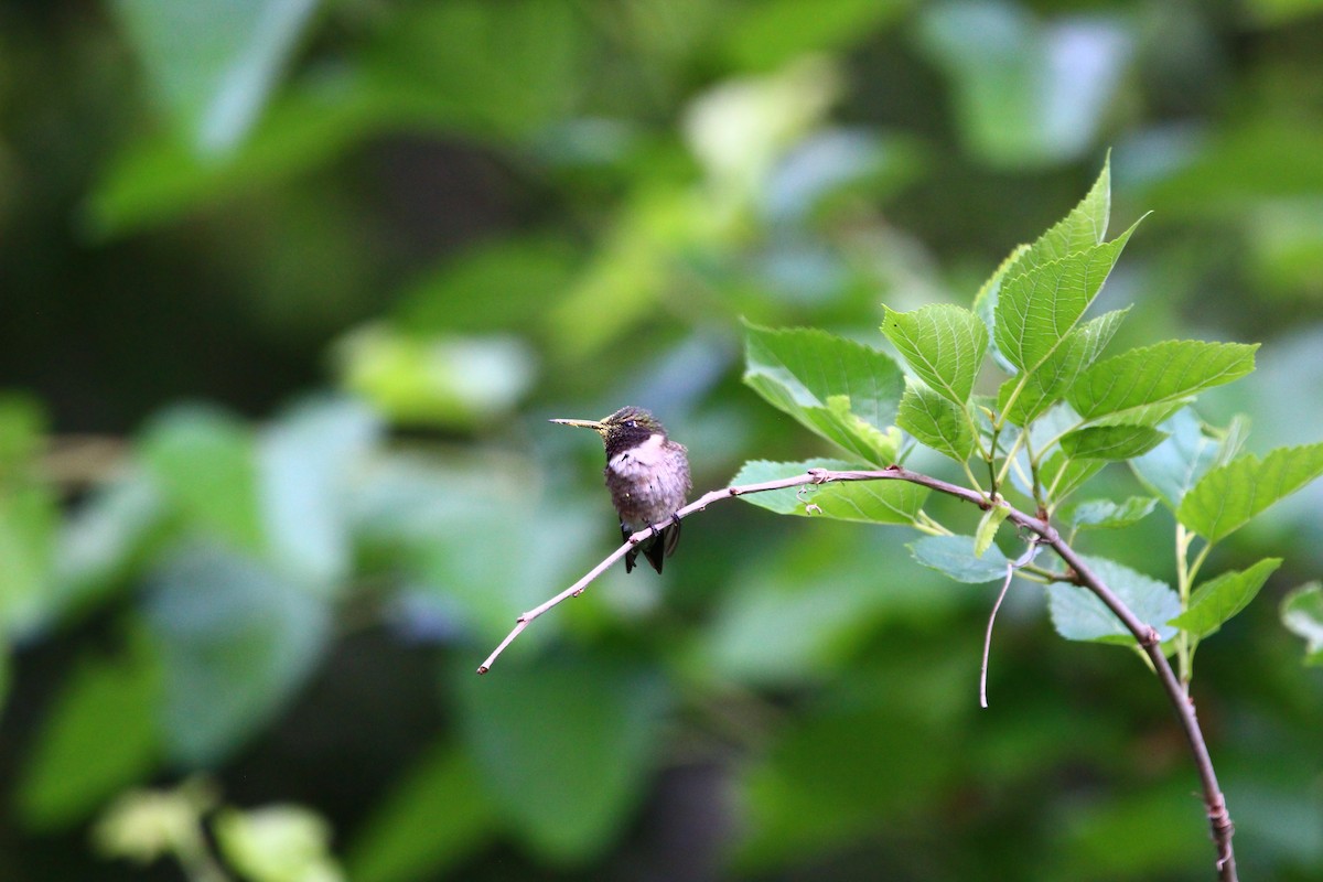 Ruby-throated Hummingbird - Brian Christensen