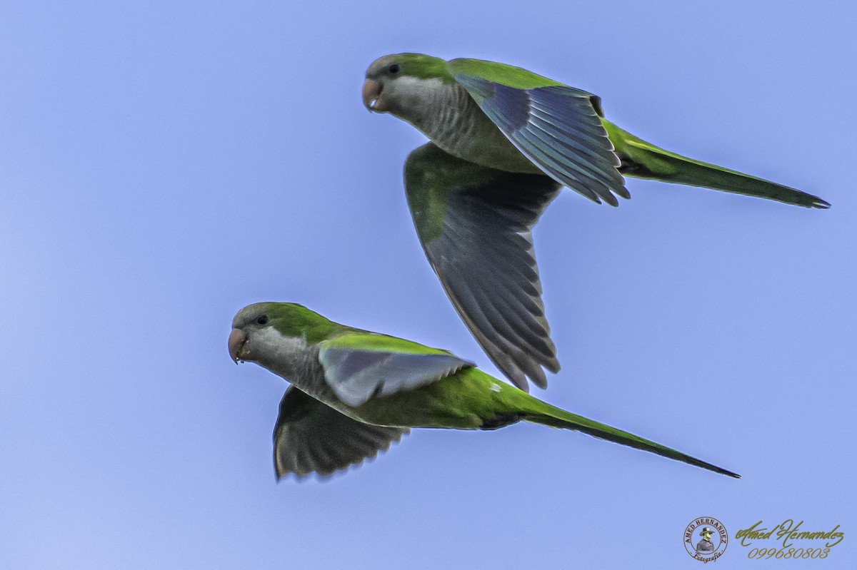 Monk Parakeet - Amed Hernández