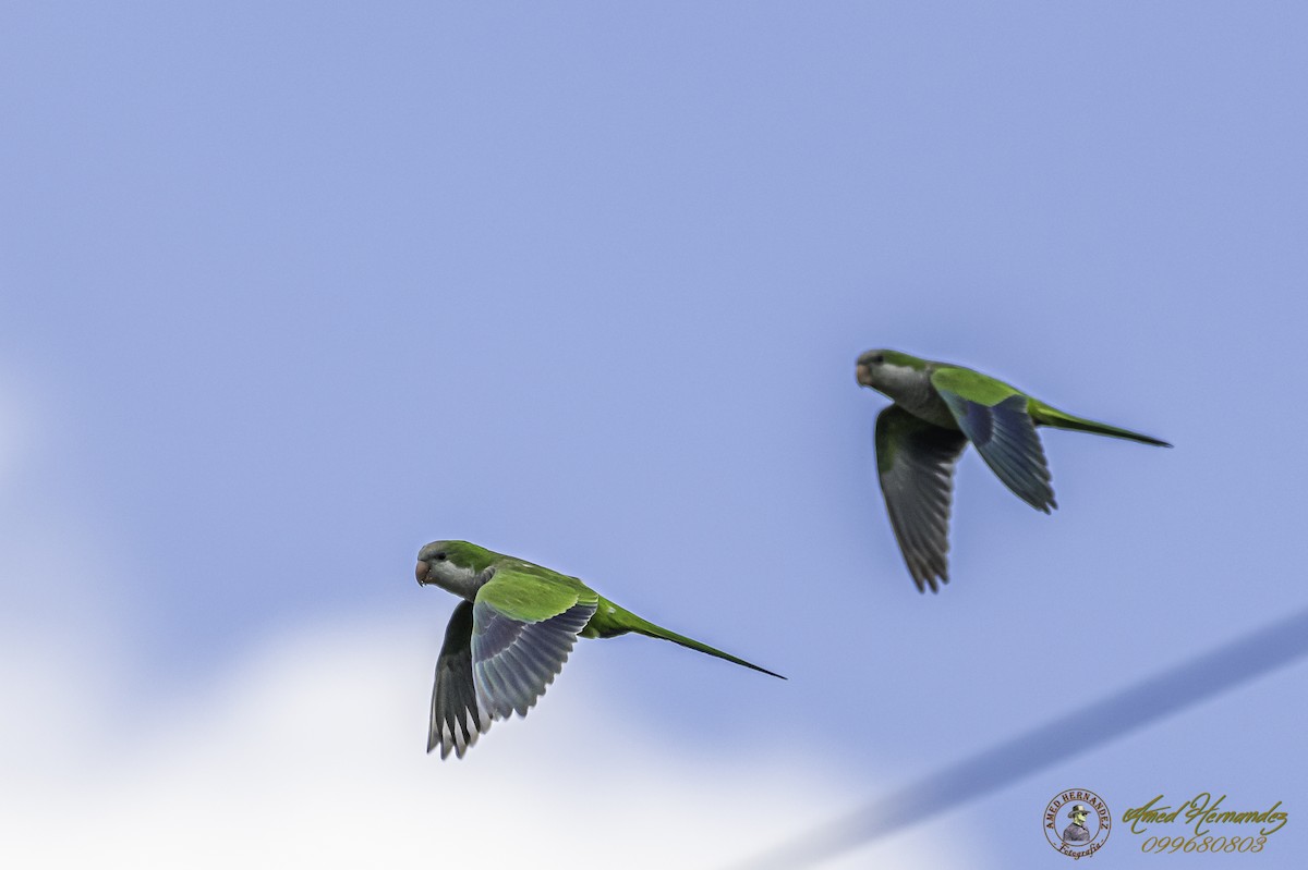 Monk Parakeet - Amed Hernández