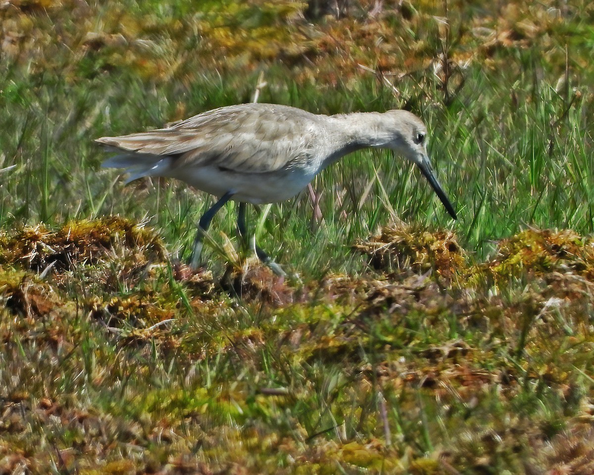 willetsnipe (inornata) - ML222634561