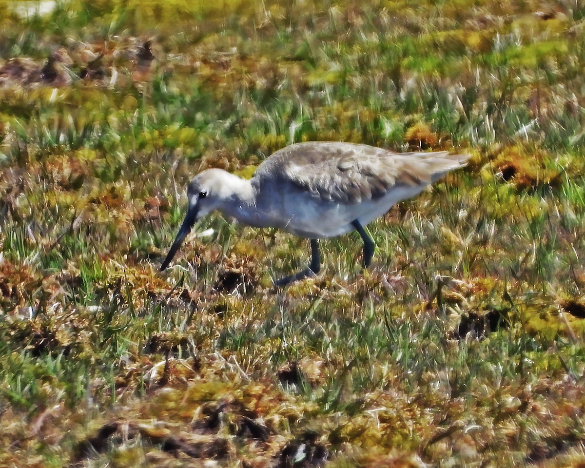 Chevalier semipalmé (inornata) - ML222634571