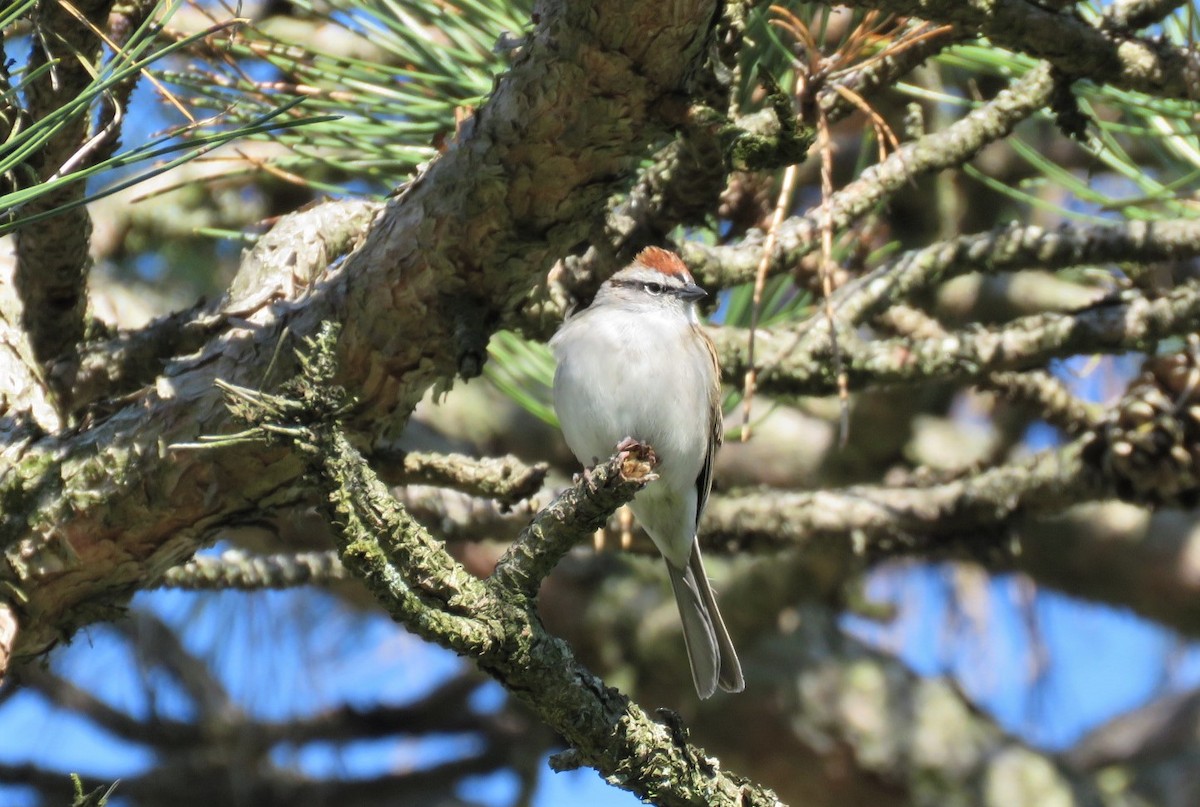 Chipping Sparrow - ML222635161