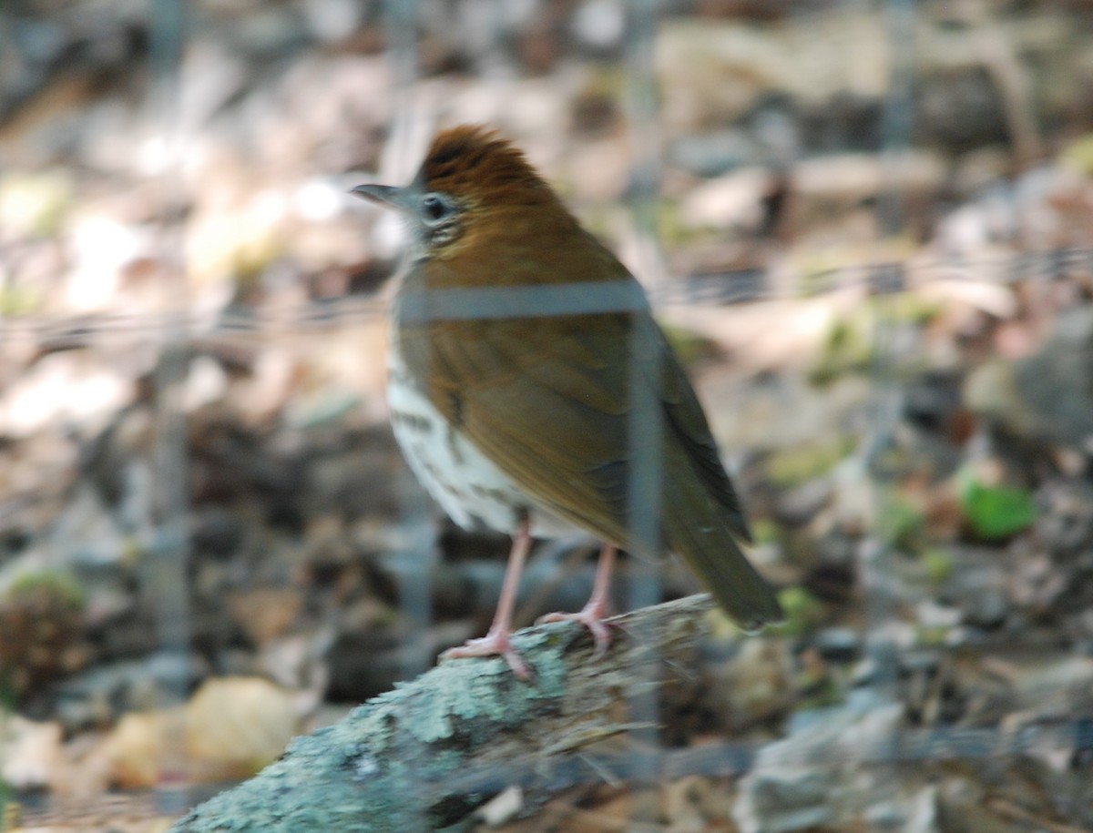 Wood Thrush - ML222635891