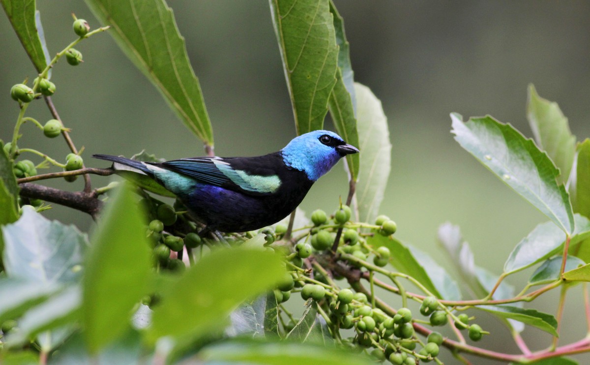 Blue-necked Tanager - ML22263691