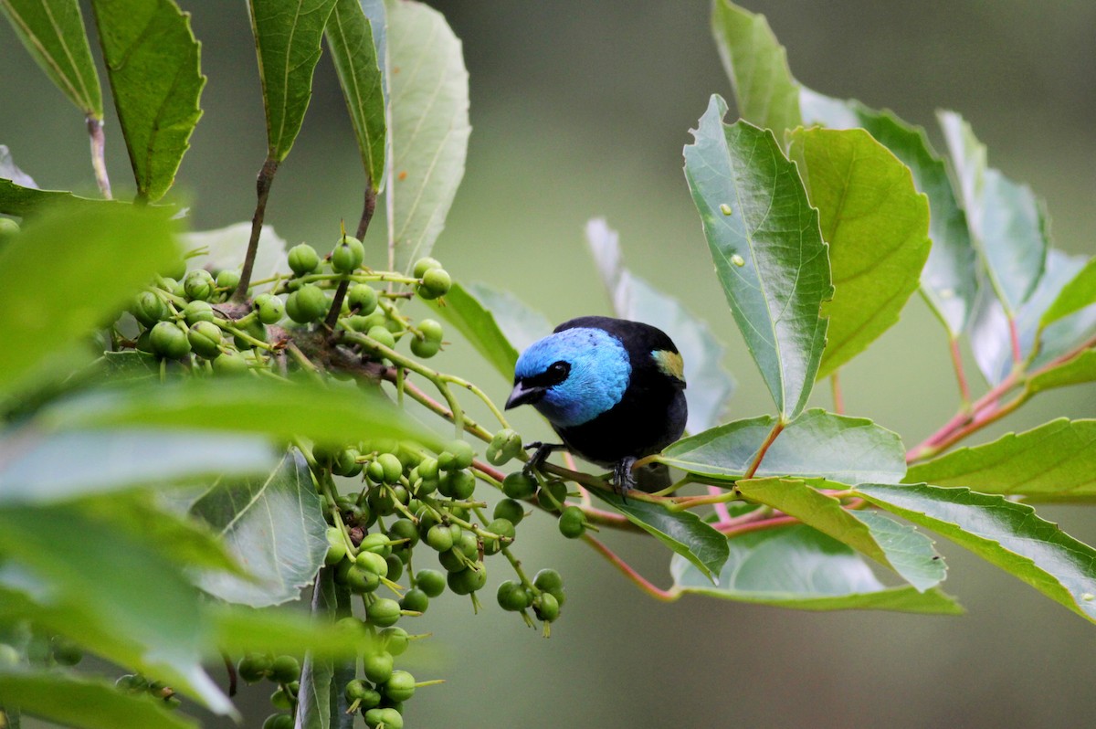Blue-necked Tanager - ML22263711