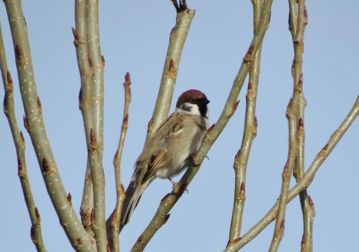 Eurasian Tree Sparrow - ML222637321