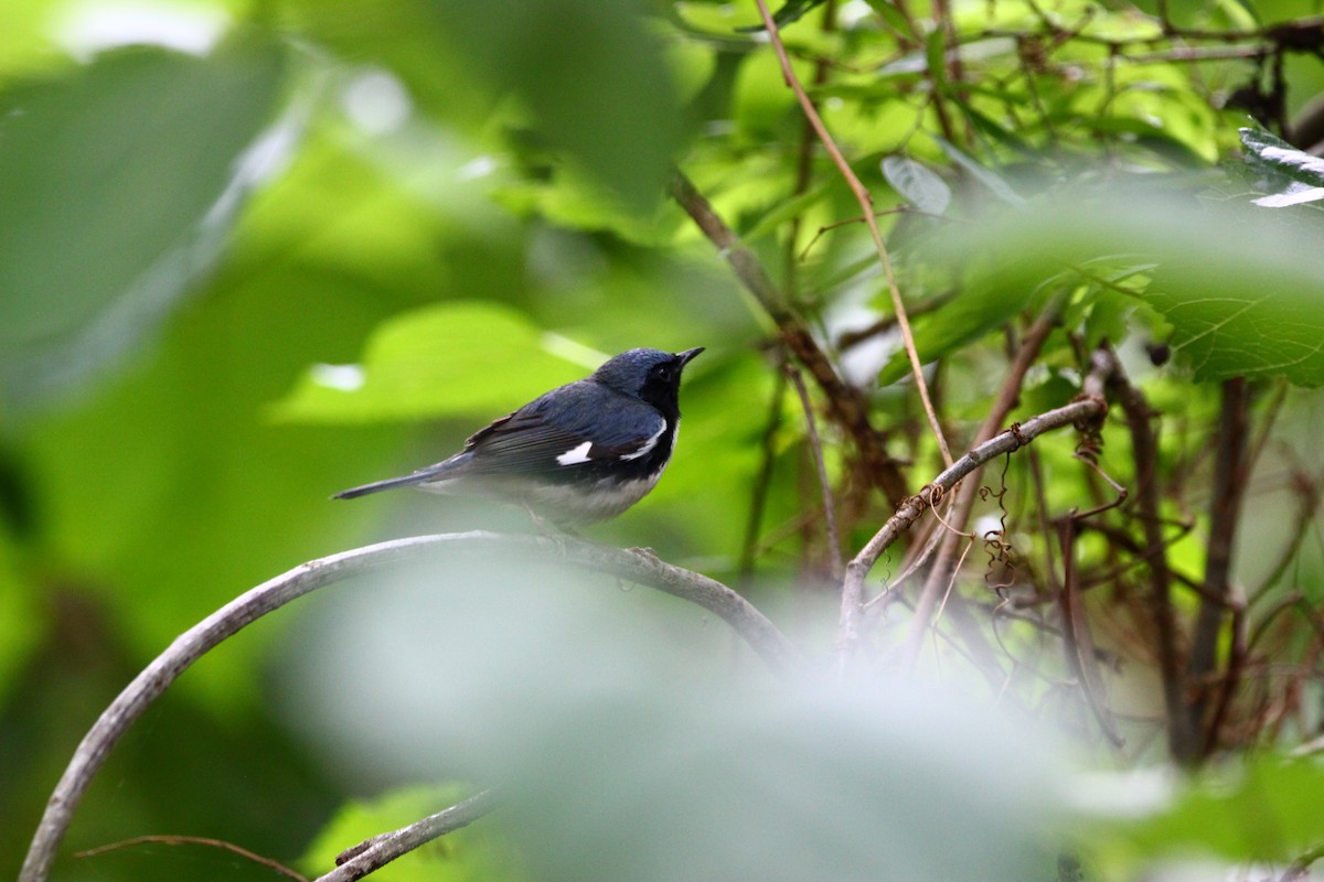 Black-throated Blue Warbler - ML222638311