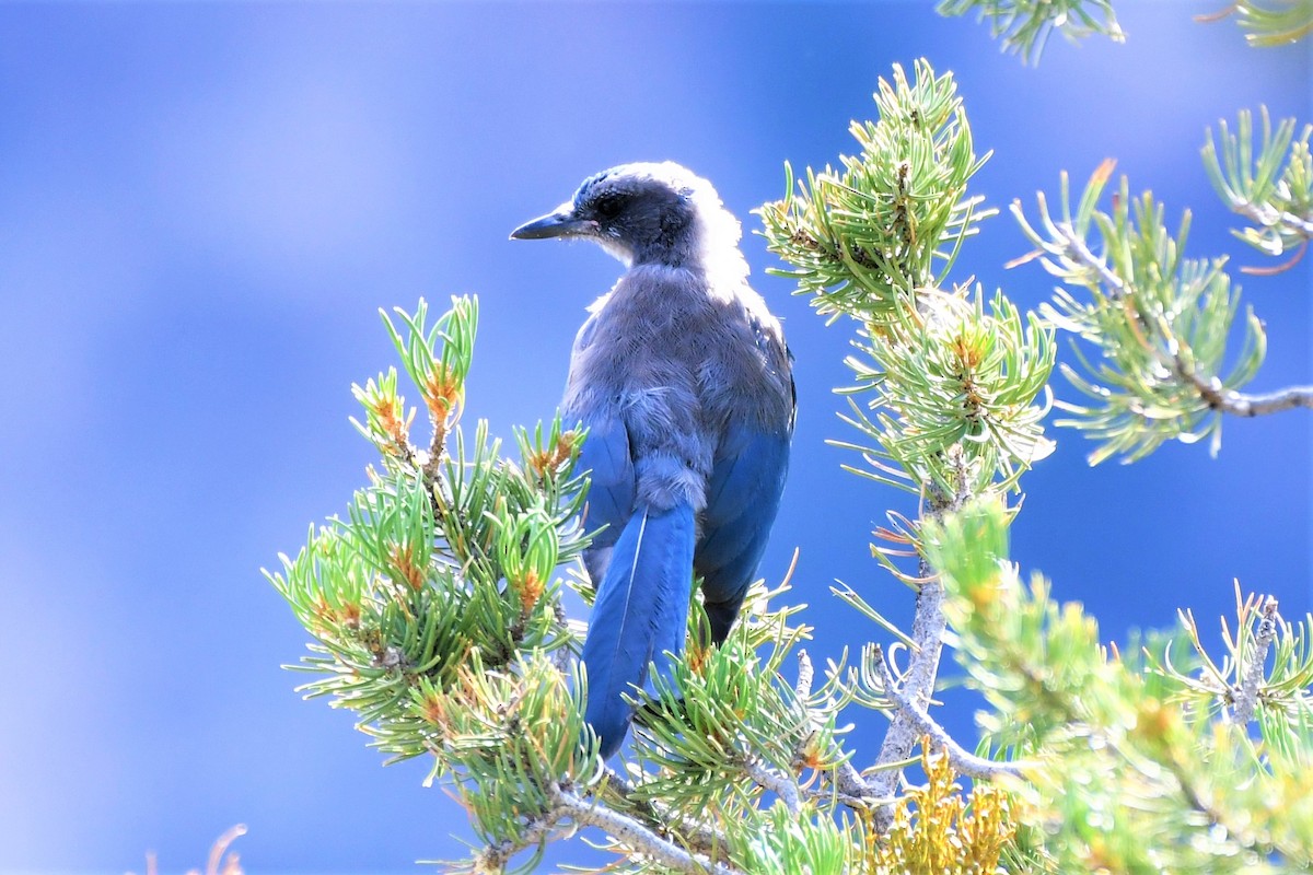 Woodhouse's Scrub-Jay - ML222639381