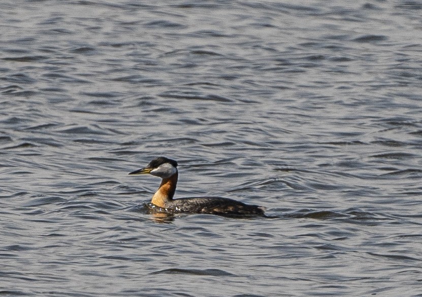 Red-necked Grebe - John Longhenry