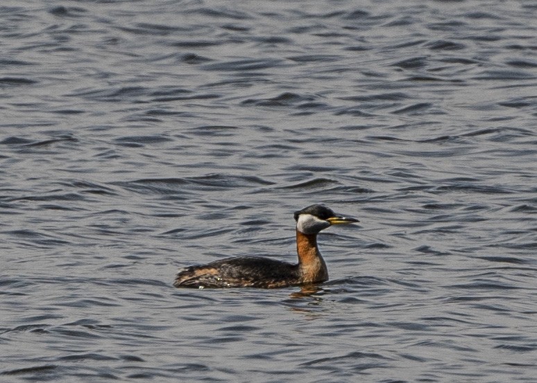 Red-necked Grebe - John Longhenry