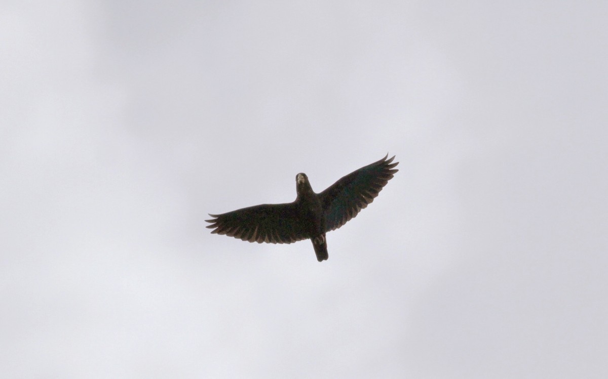 Bronze-winged Parrot - Jay McGowan