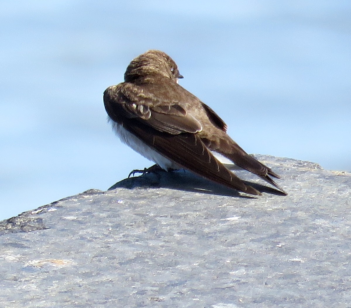 Northern Rough-winged Swallow - ML222643341