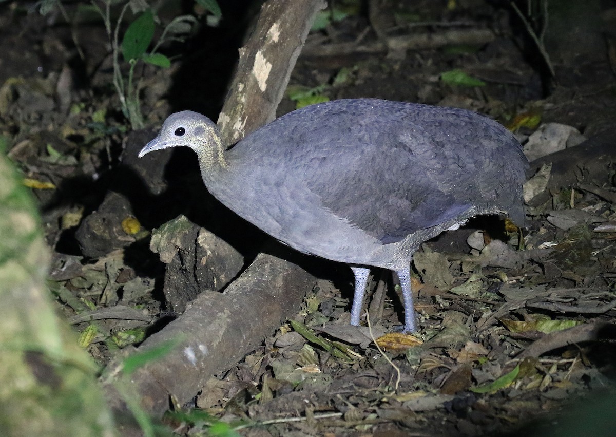 Solitary Tinamou - ML222643741