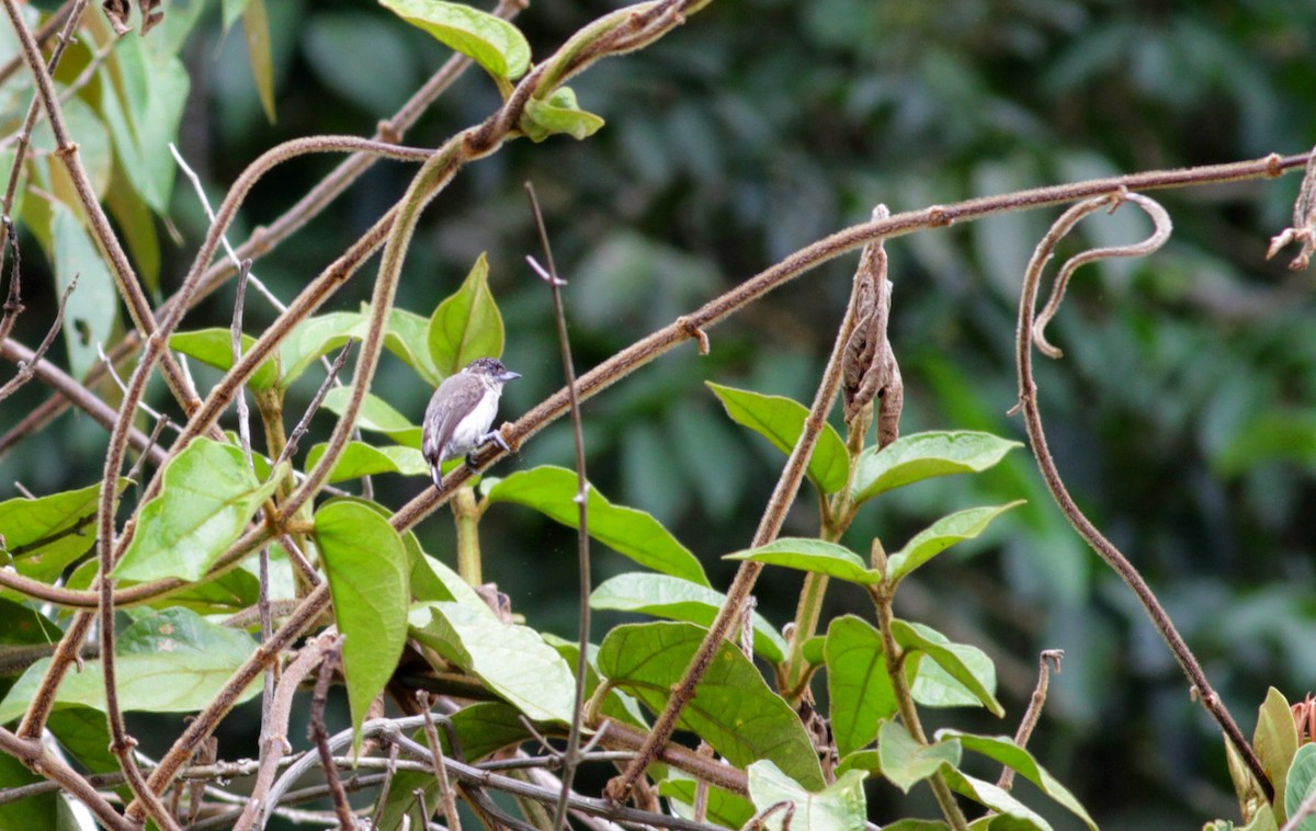 Grayish Piculet - Jay McGowan