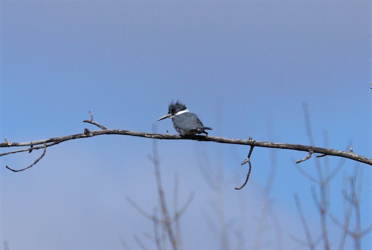 Belted Kingfisher - Lynda Noel