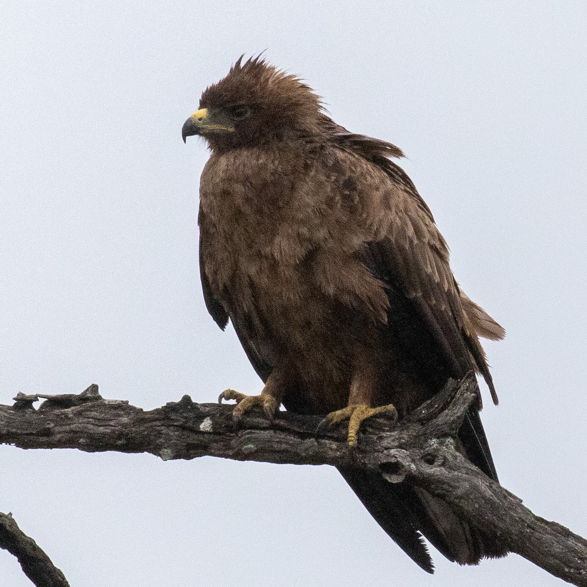 Wahlberg's Eagle - ML222644951