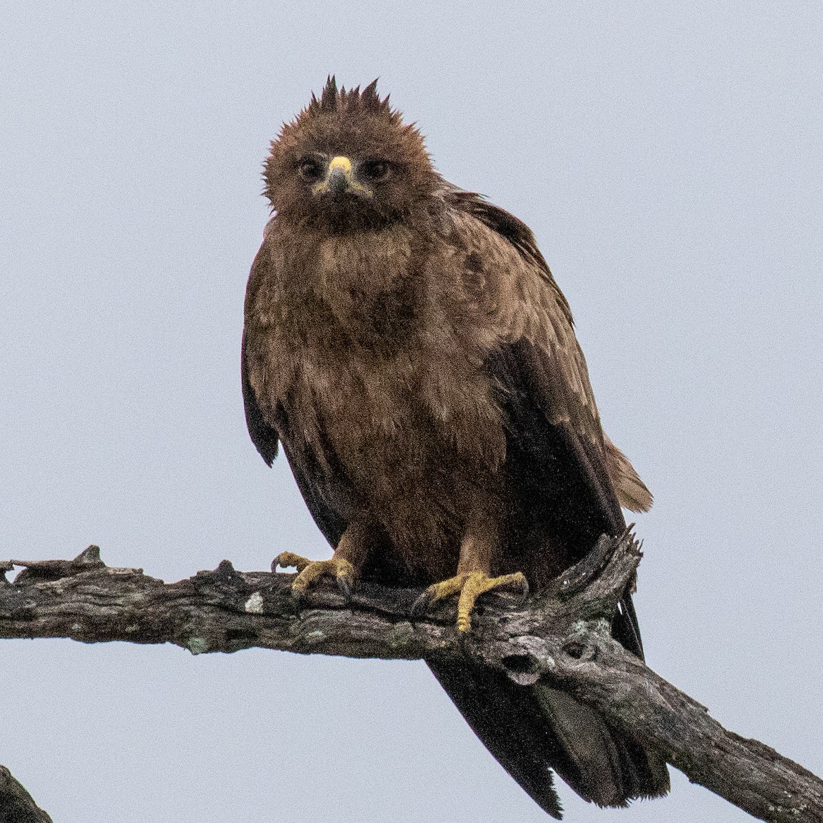 Wahlberg's Eagle - ML222644961