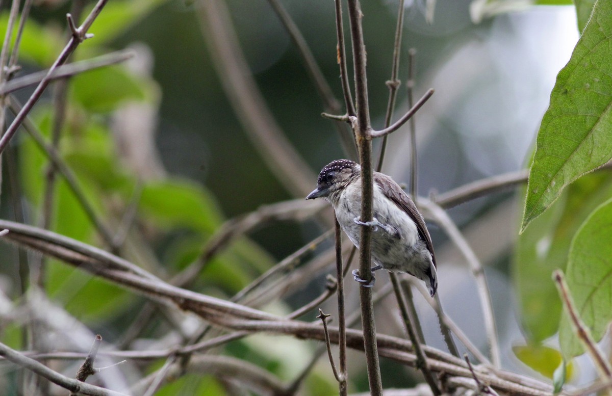 Grayish Piculet - Jay McGowan