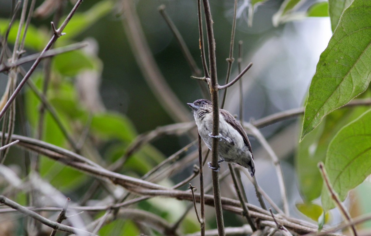 Grayish Piculet - Jay McGowan