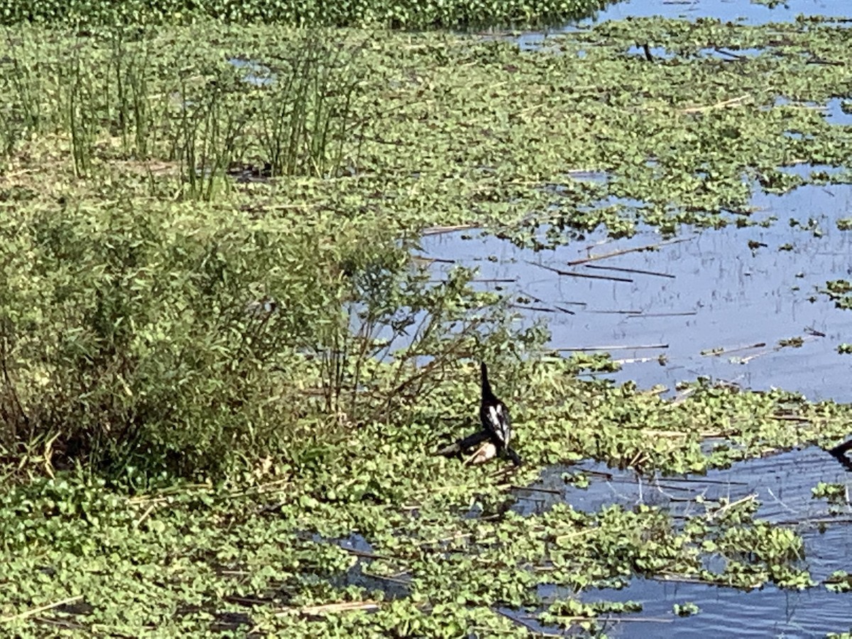 Anhinga d'Amérique - ML222648301