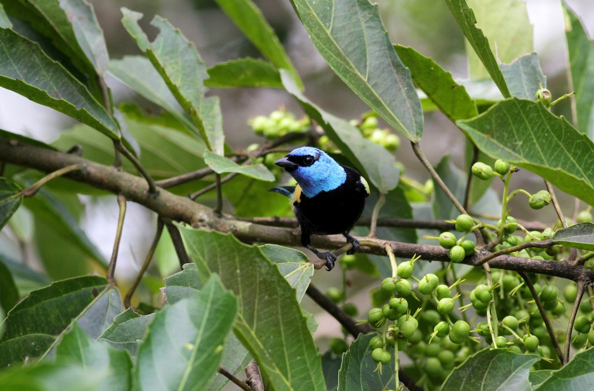 Blue-necked Tanager - ML22264901