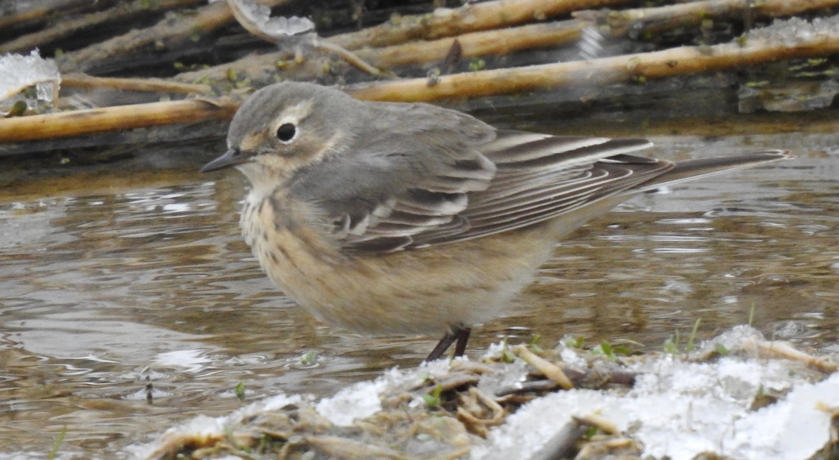 American Pipit - ML222649691