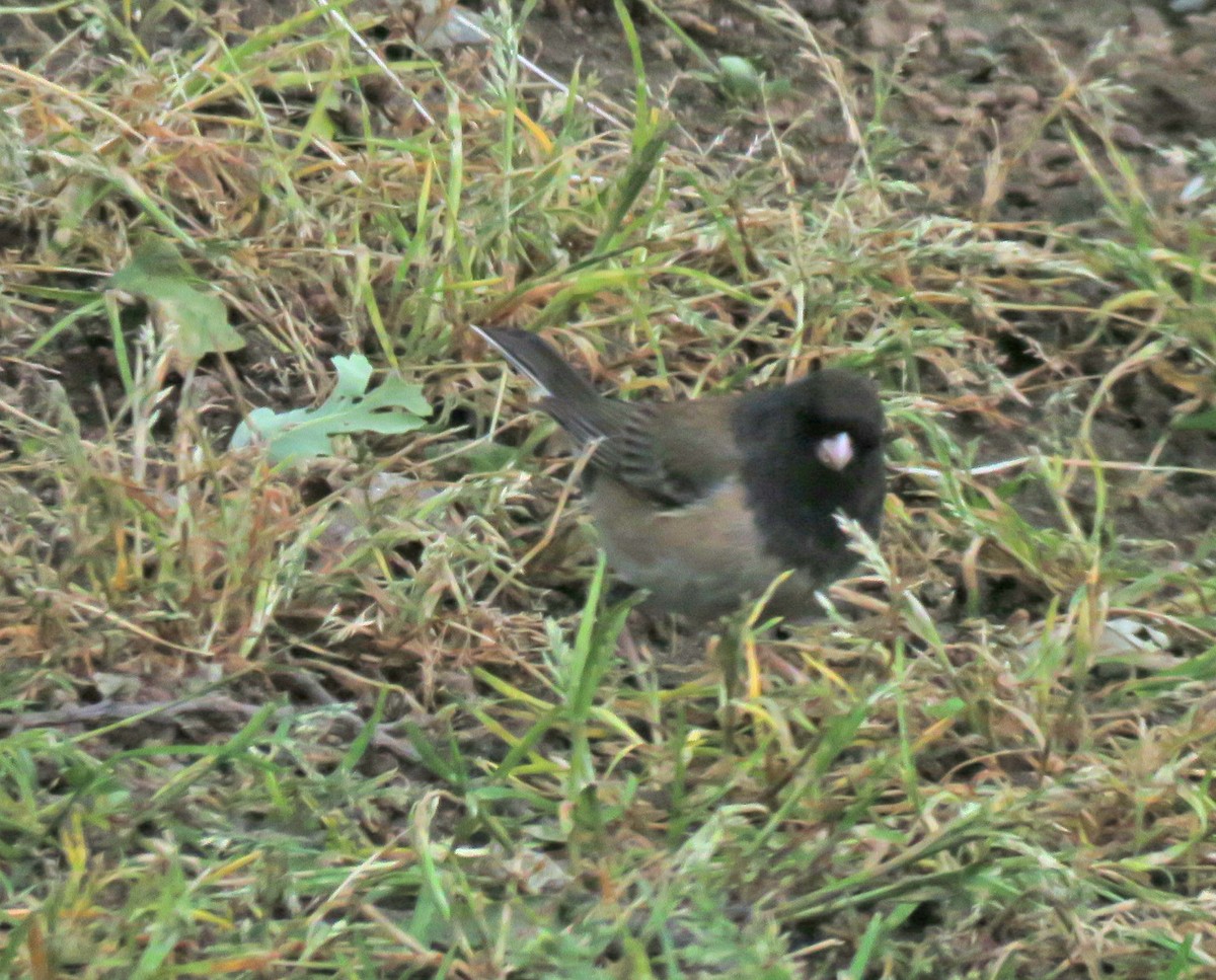 Dark-eyed Junco - ML222650561