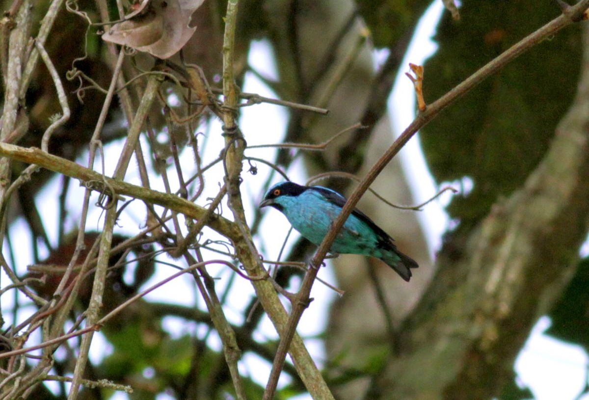 Turquoise Dacnis - ML22265141