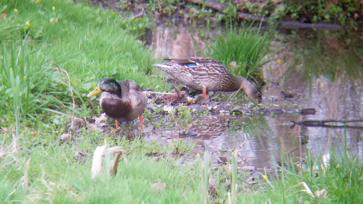 stokkand - ML222652181