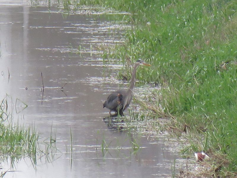 Great Blue Heron - Tracy The Birder