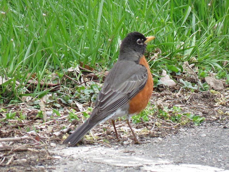 American Robin - Tracy The Birder