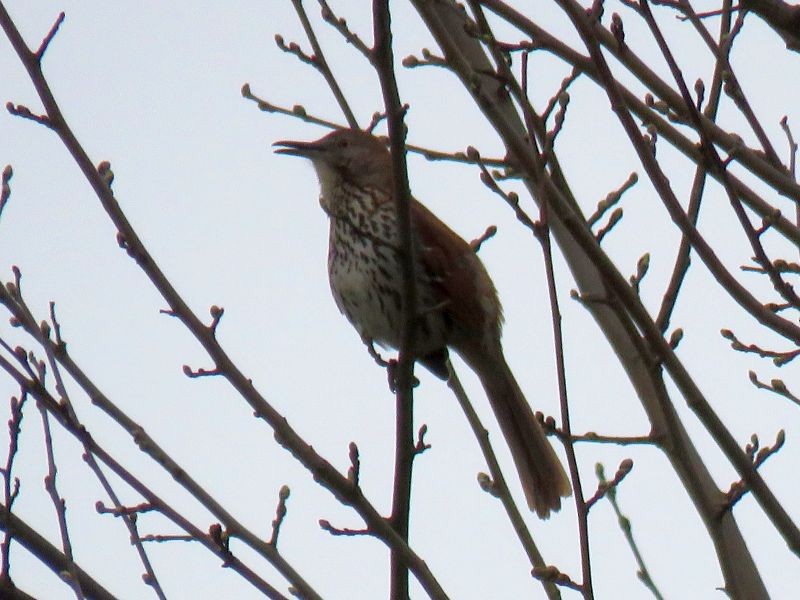 Brown Thrasher - Tracy The Birder