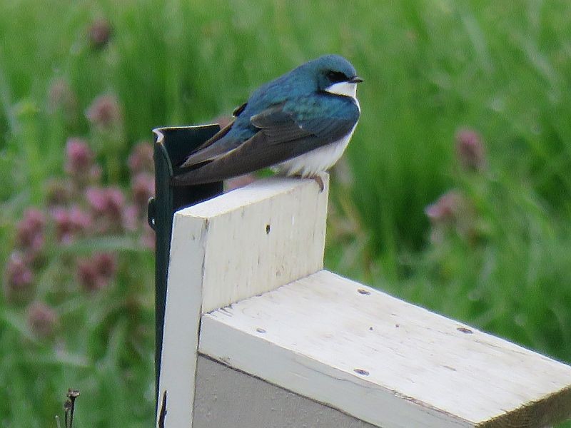 Tree Swallow - Tracy The Birder